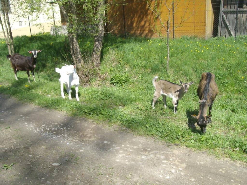 Chaty Dagmar Липтовски-Микулаш Экстерьер фото